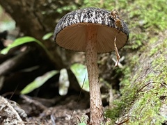 Pluteus perroseus