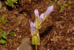 Gentianella propinqua propinqua