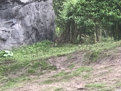 Sylvilagus palustris