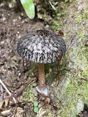 Pluteus perroseus