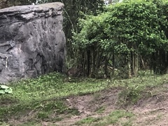 Sylvilagus palustris