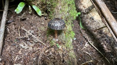 Pluteus perroseus