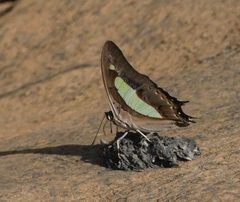 Polyura bharata