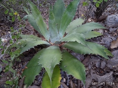 Agave potatorum