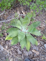 Agave potatorum