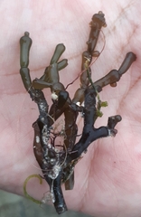 Kappaphycus alvarezii