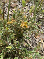 Grevillea chrysophaea