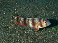 Iniistius aneitensis