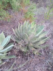 Agave potatorum