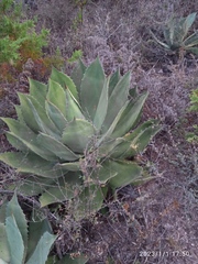 Agave potatorum