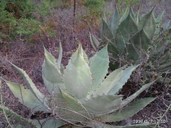 Agave potatorum