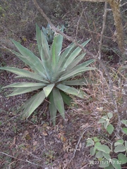 Agave seemanniana