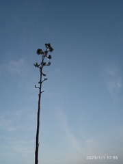 Agave seemanniana