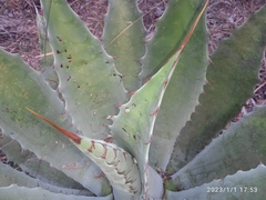 Agave seemanniana