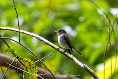 Muscicapa dauurica