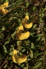 Calceolaria polyrhiza