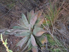 Agave seemanniana