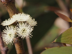 Eucalyptus pauciflora