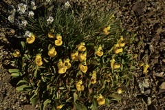 Calceolaria polyrhiza