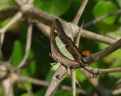 Polyura bharata
