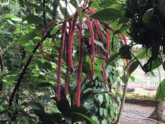 Acalypha hispida