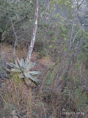 Agave seemanniana