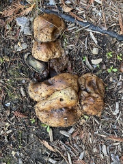 Suillus fuscotomentosus