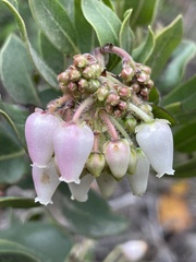 Arctostaphylos insularis