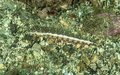 Parapercis stricticeps