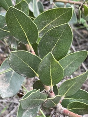 Arctostaphylos insularis