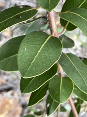 Arctostaphylos insularis