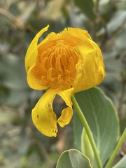 Dendromecon harfordii