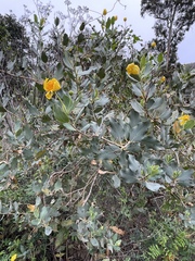 Dendromecon harfordii