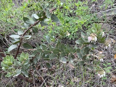 Arctostaphylos insularis