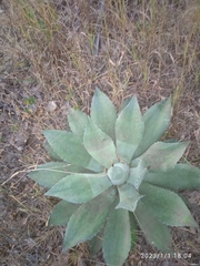 Agave seemanniana