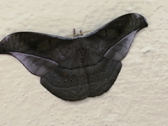 Lepidoptera