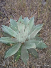 Agave seemanniana
