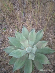 Agave seemanniana