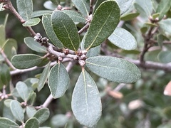 Quercus pacifica