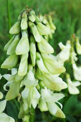 Hedysarum sulphurescens