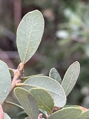 Quercus pacifica