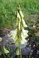 Hedysarum sulphurescens