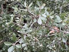 Quercus pacifica