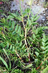 Hedysarum sulphurescens