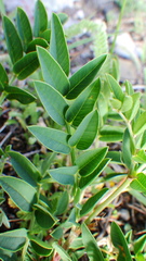 Hedysarum sulphurescens