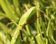Ceriagrion aeruginosum