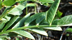 Hedysarum sulphurescens