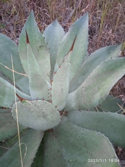 Agave seemanniana