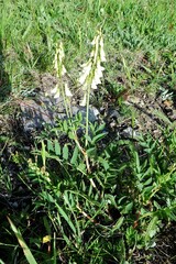 Hedysarum sulphurescens