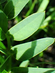 Hedysarum sulphurescens